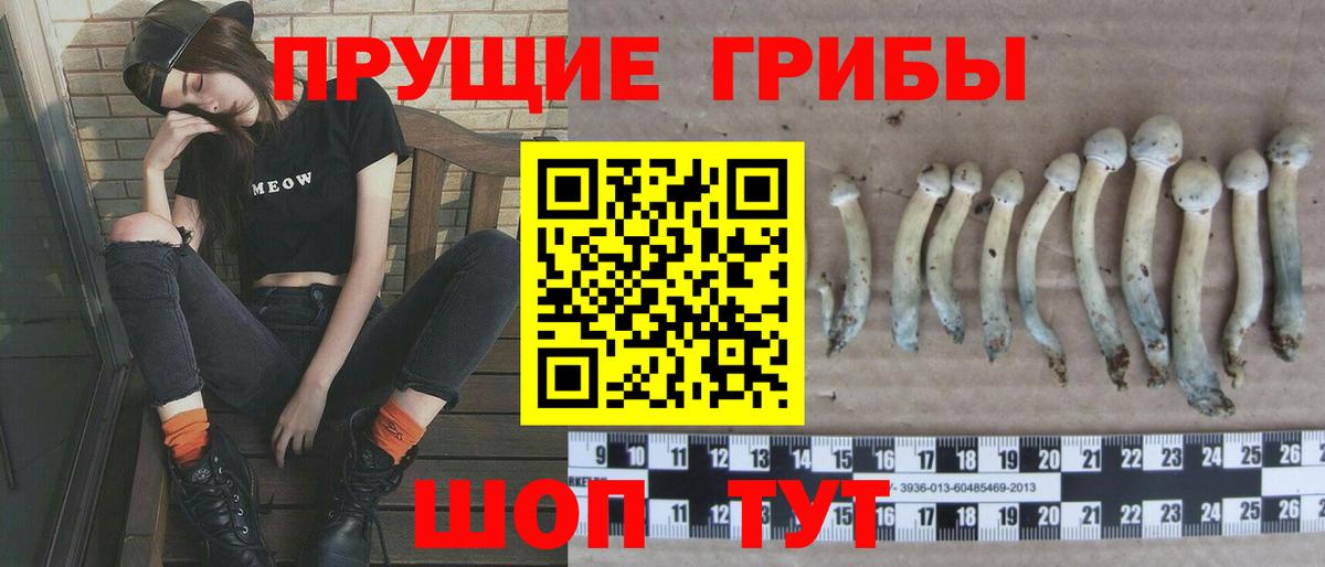 Галлюциногенные грибы Cubensis Карпинск